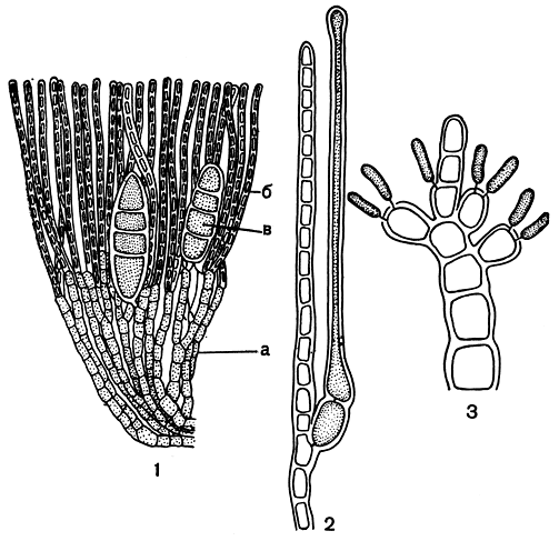 Рис. 175. Строение и размножение Cruoria: 1 - вертикальный срез через корку; 2 - карпогонная ветвь; 3 -веточка со сперматангиями. а - базальный слой, б - вертикальные нити, в - тетраспорангии
