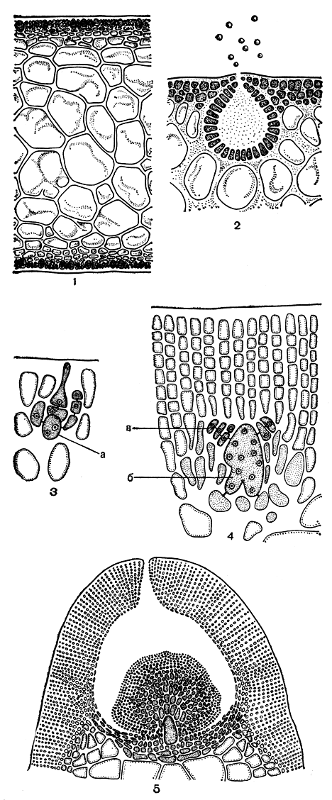 Рис. 179. Строение и размножение Gracilaria: 1 - продольный срез слоевища; 2 - часть среза со сперматангиями; 3 - карпогонная ветвь; 4 - начало развития гонимобласта; 5 - зрелый цистокарп. а - несущая клетка, б - клетка слияния, в - клетки гонимобласта