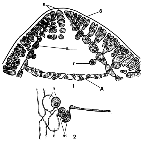 Рис. 180. Строение и размножение шампиевых: 1 - вершина слоевища Chylocladia; 2 - прокарп Lomentaria. а - апикальные клетки, б - клетки коры, в - клетки продольных нитей, г - железистые клетки, д - диафрагма, е - несущая клетка, ж - карпогонная ветвь, з - ауксиллярная ветвь