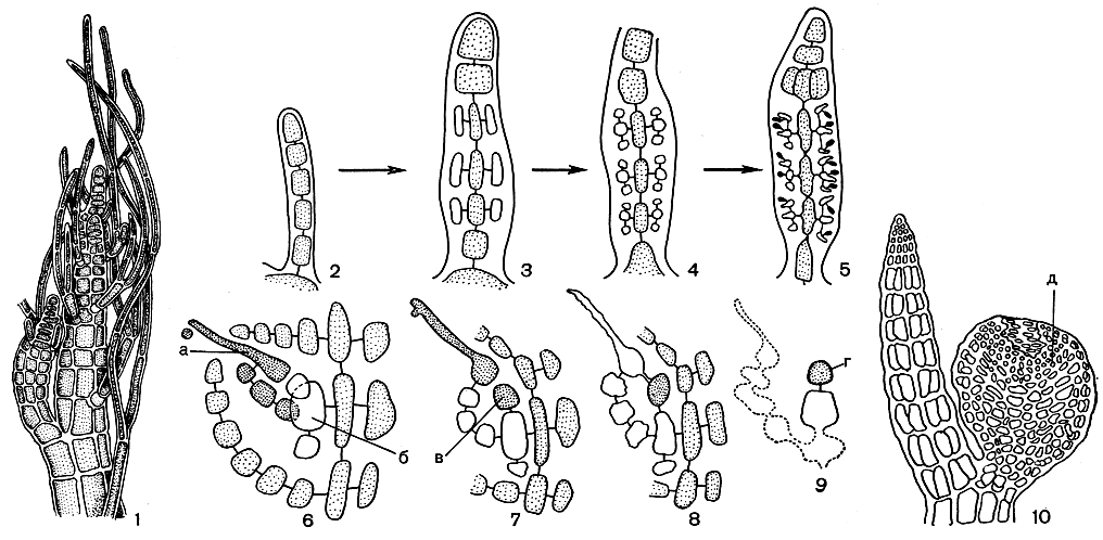 Рис. 187. Строение и размножение Polysiphonia: 1 - вершина веточки; 2-5 - схема развития сперматангиев на трихобласте; 6-10 - схема развития гонимобласта. а - карпогон, б - несущая клетка, в - ауксиллярная клетка, г - первая клетка гонимобласта, д - цистокарп