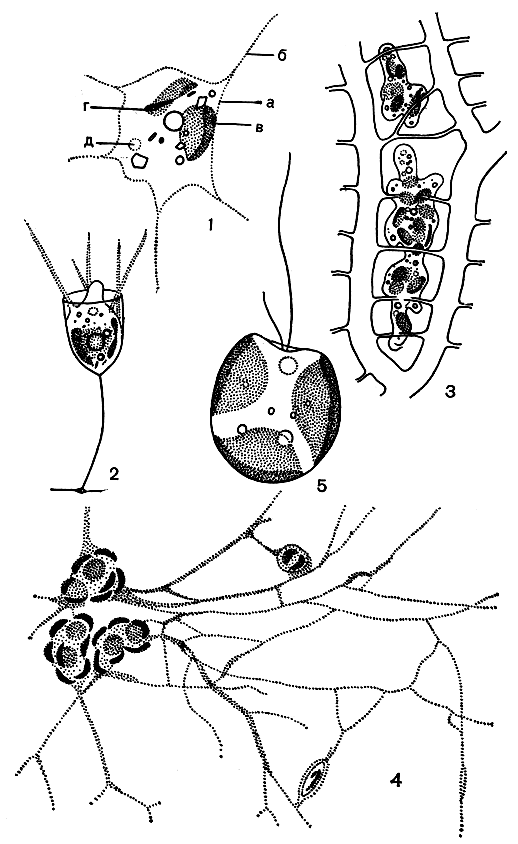 Рис. 188. Ксантоподовые (1-4) и ксантомонадовые (5): 1 - Rhizochloris stigmatica: а - перипласт, б - ризоподии, в - хлоропласт, г - глазок, д - пульсирующие вакуоли; 2 - Stipitococcus vas; 3 - Myxochloris sphagnicola, плазмодий в водоносных клетках листьев сфагнума; 4 - Chlorarachnion reptans, в разветвленных ризоподиях видны захваченные комочки пищи; 5 - Chlorocardion pleurochloron