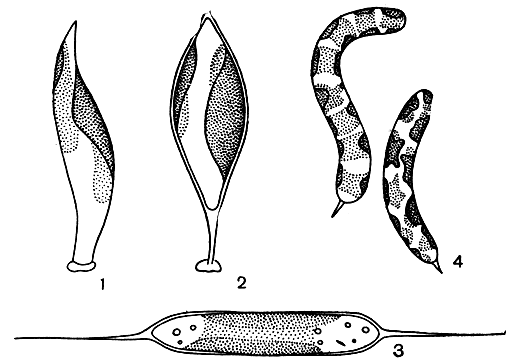 Рис. 191. Ксантококковые: 1 - Characiopsis subulata; 2 - Ch. acuta; 3 - Centritractus belo- nophorus; 4 - Ophiocytium cochleare