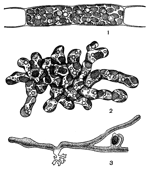 Рис. 192. Ксантотриховые и ксантосифоновые: 1 - Tribonema viride, часть нити; 2 - Heteropedia polychloris; 3 - Vaucheria sessilis, часть нити, справа внизу - оогоний и антеридий