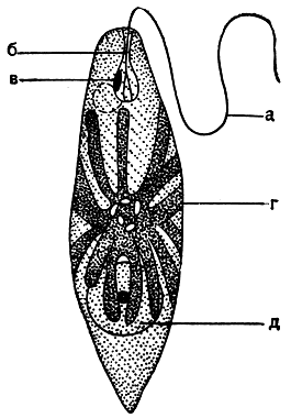 Рис. 193. Эвглена зеленая (Euglena viridis): a - жгут; б - глотка; в - глазок; г - хлоропласт с парамилоновыми зернами в центре; д - ядро с ядрышком