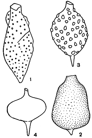 Рис. 196. 'Домики' различных видов рода Strombomonas: 1 - Strombomonas subcurvata; 2 - Str. acuminata; 3 - Str. fluviatilis; 4 - Str. volgensis