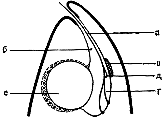 Рис. 197. Схема строения переднего конца клетки эвгленовых водорослей: а - жгут; б - глотка; в - глазок (стигма); г - резервуар; д - фоторецептор; е - вакуоля перед ее опорожнением в резервуар