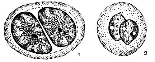 Рис. 200. Деление эвгленовых водорослей в состоянии пальмеллы: 1 - Euglena geniculata; 2 - Е. pisciformis