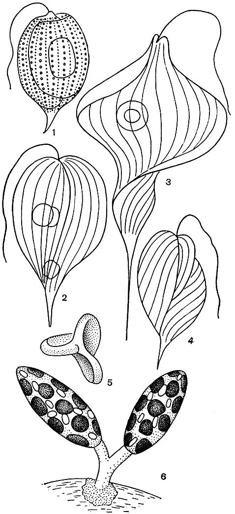 Рис. 202. Зеленые эвгленовые водоросли: 1 - Phacus monilatus; 2 - Ph. orbicularis; 3 - Ph. longicauda; 4 - Ph. arnoldii; 5 - та же клетка сверху; 6 - Colacium arbuscula