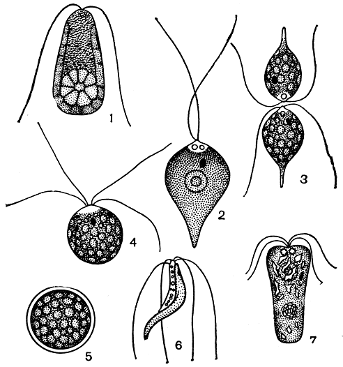 Рис. 204. Полиблефаридовые: 1 - Dunaliella salina; 2-5 - Phyllocardium complanatum (2 - вегетативная клетка, 3 - гологамия, 4 - планозигота, 5 - гипнозигота); 6 - Spermatozopsis exsultans; 7 - Pyramimonas reticulata
