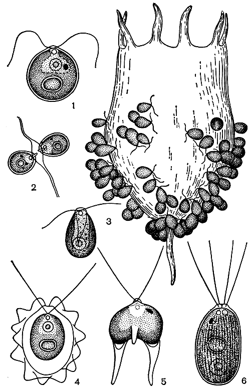 Рис. 205. Хламидомонадовые: 1-2 - Chlamydomonas proboscigera, взрослая клетка и копуляция изогамет; 3 - Ch. annuraeae на панцире коловратки (Аnnuraea cochlearis); 4 - Lobomonas stellata; 5 - Furcilla bicaudata; 6 - Carteria crucifera