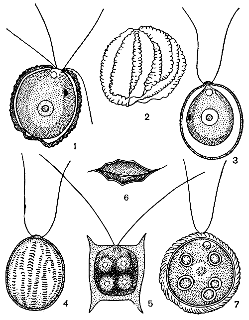 Рис. 206. Коккомонадовые и факотовые: 1-2 - Pedinopera robusta, строение протопласта внутри оболочки и оболочка снаружи; 3-4 - Pedinoperopsis gracilis, строение протопласта внутри оболочки и оболочка снаружи; 5-6 - Pteromonas aculeata, клетка с широкой и узкой стороны; 7 - Phacotus coccifer
