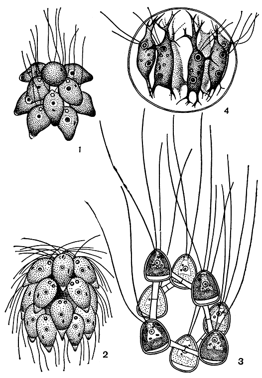 Рис. 207. Спондиломоровые и стефаносферовые: 1 - Pyrobotrys gracilis; 2 - Spondylomorum quaternarium; 3 - Chlorcorona bohemica; 4 - Stephanosphaera pluvialis