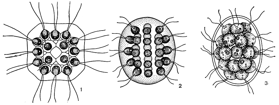 Рис. 208. Вольвоксовые: 1 - Gonium pectorale; 2 - Eudorina elegans; 3 - Pandorina morum