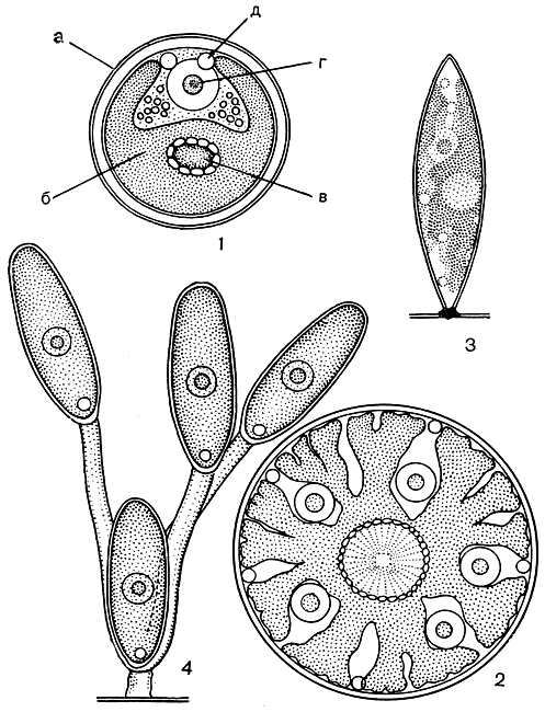 Рис. 210. Вакуольные: 1 - Hypnomonas chlorococcoides, клетка в оптическом разрезе: а - оболочка, б - хлоропласт, в - пиреноид, г - ядро с ядрышком, д - пульсирующие вакуоли; 2 - Radiosphaera sphaerica, клетка в оптическом разрезе; 3 - Characiochloris characioides; 4 - Chlorangiella pygmaea