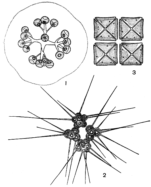 Рис. 214. Хлорококковые, сложные ценобиальные формы: 1 - Dictyosphaerium pulchellum; 2 - Micractinium pusillum 3 - Crucigenia tetrapedia