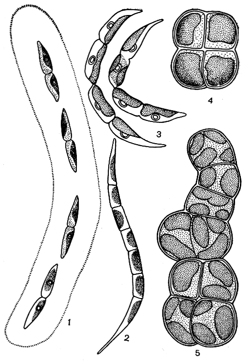 Рис. 215. Прототриховые: 1 - Elakatothrix gelatinosa; 2 - Raphidonema sempervirens; 3 - R. nivale; 4,5 - Protococcus viridis