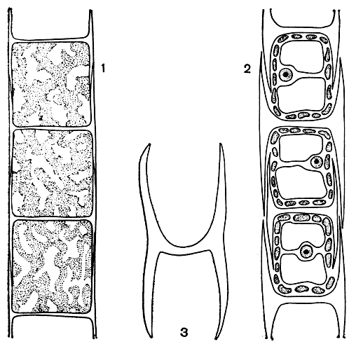 Рис. 217. Строение микроспоры (Microspora): 1 - клетки нити с поверхности; 2 - часть нити на продольном срезе; 3 - Н-образный участок оболочки