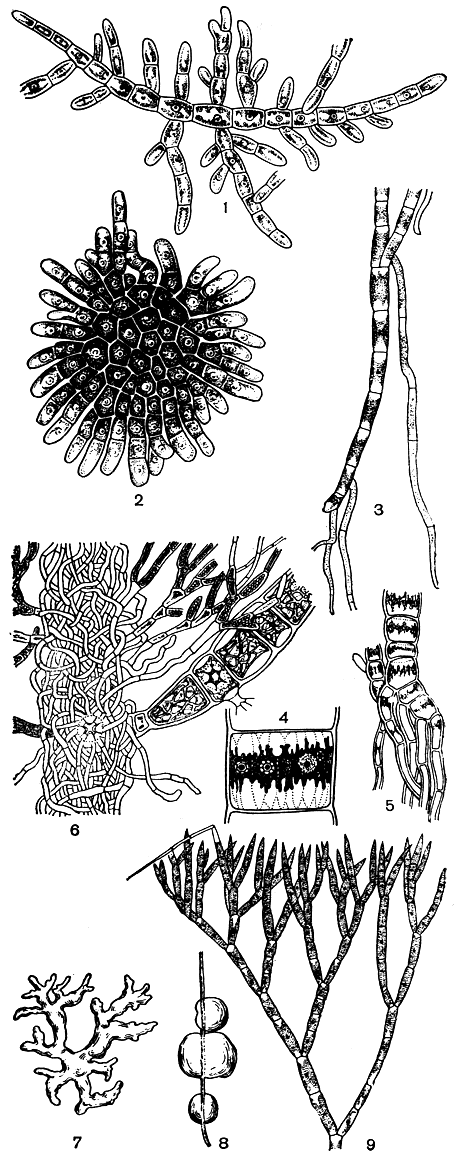 Рис. 220. Строение хетофоровых: 1-3 - Stigeoclonium (1, 2 - строение стелющейся части слоевища, 3 - ризоиды); 4-5 - Draparnaldia (4 - клетка главной оси, 5 - ризоиды); 6 - часть слоевища Draparnaldiopsis; 7-9 - Chaetophora (7, 8 - внешний вид растений, 9 - часть слоевища) тикальные нити, густо разветвленные у вершины (рис. 220, 9)