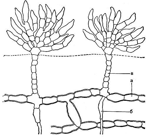Рис. 221. Строение хетофоровых: Fritschiella tuberosa. а - стелющиеся нити; б - ризоиды; в - вертикальные нити