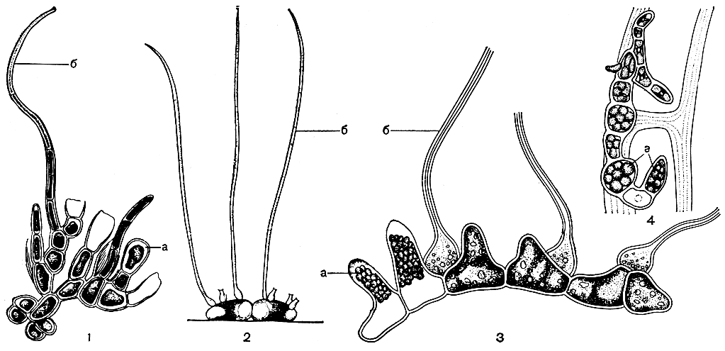 Рис. 222. Строение стелющихся хетофоровых: 1 - Pilinia maritima; 2 - Aphanochaete polychaete; 3 - Bolbocoleon piliferum; 4 - Endoderma wittrockii. a - спорангий, б - волосок