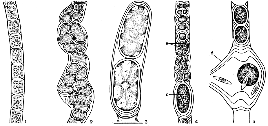 Рис. 227. Строение цилиндрокапсы (Cylindrocapsa): 1 - однорядный участок нити; 2 - многорядный участок той же нити; 3 - двухклеточный проросток (видно строение хлоропласта и центральный пиреноид); 4 - нить с антеридиями и оогонием; 5 - зрелый оогоний с яйцеклеткой и антерозоидами. а - антеридий, б - оогоний