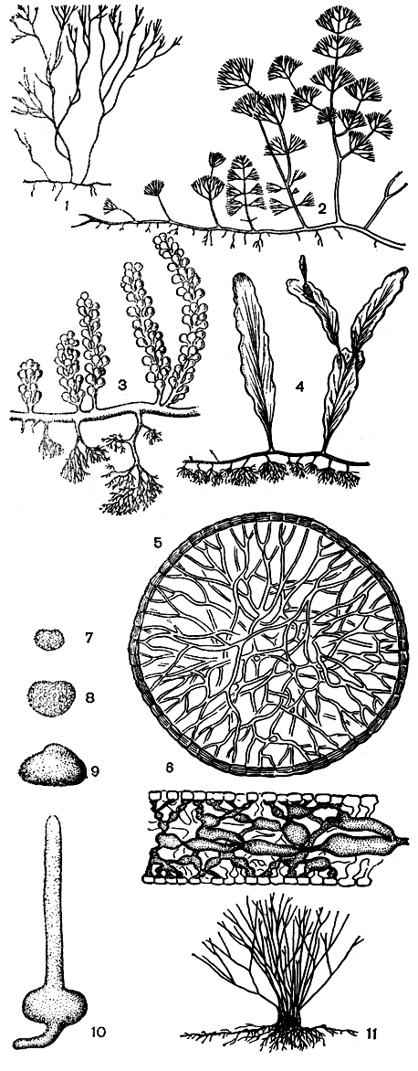 Рис. 229. Строение каулерповых: 1-5 - Caulerpa (1-4 - различные типы строения вертикальных ветвей, 5 - 'внутренний скелет' ризома на поперечном срезе); 6 - продольный срез слоевища Halimeda; 7-11 - ранние стадии развития Udotea