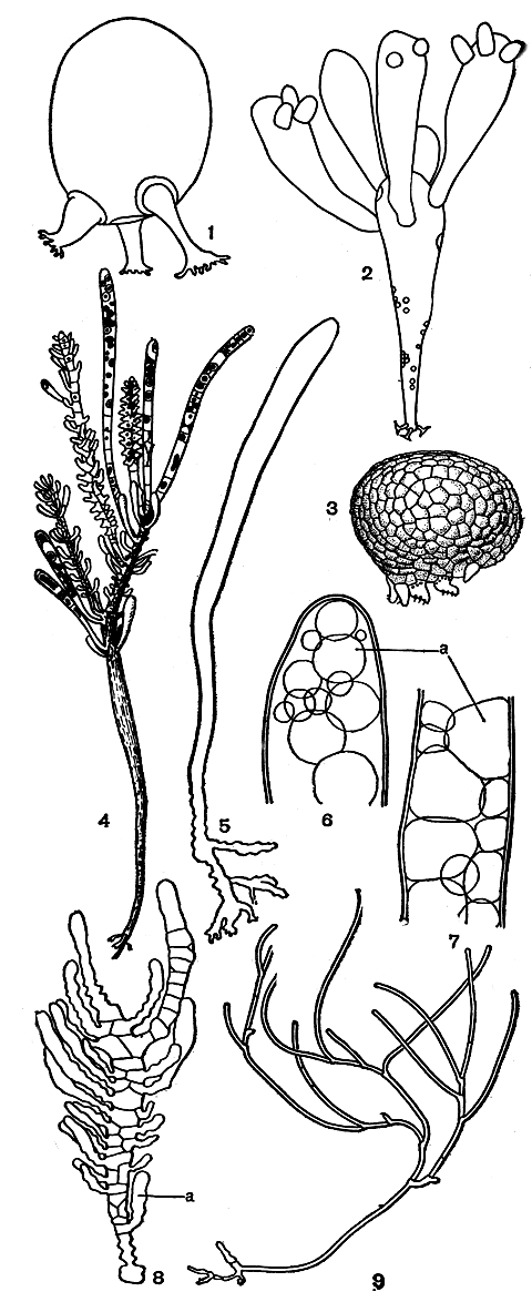 Рис. 234. Строение сифонокладовых: 1 - Valonia ventricosa; 2 - Valonia utriculosa; 3 - Dictyosphaeria favulosa; 4-8 - Siphonocladus (4 - внешний вид слоевища, 5-8 - стадии развития слоевища); 9 - часть слоевища Cladophoropsis. а - сегменты, образовавшиеся в результате сегрегативного деления