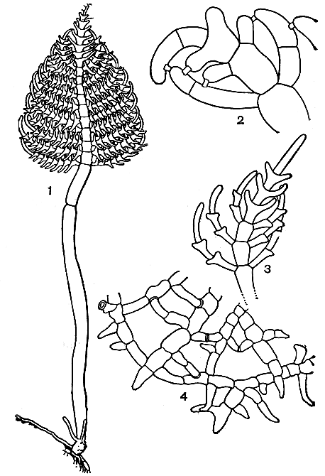 Рис. 235. Строение сифонокладовых: 1-2 - Struvea (1 - молодое слоевище, 2 - соединение ветвей); 3 - вершина веточки Boodlea; 4 - часть слоевища Microdictyon