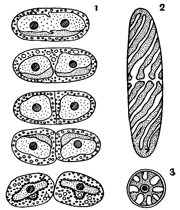 Рис. 238. Мезотениевые: 1 - Mesotaenium chlamydosporum, последовательные стадии деления вегетативной клетки; 2,3 - Spirotaenia obscura, вегетативная клетка - ее внешний вид и поперечный разрез