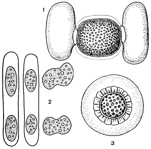 Рис. 239. Мезотениевые: 1 - Cylindrocystis sculpta, образование зиготы; 2-3 - Spirotaenia condensata (2 - последовательные стадии конъюгации, 3 - зигота)