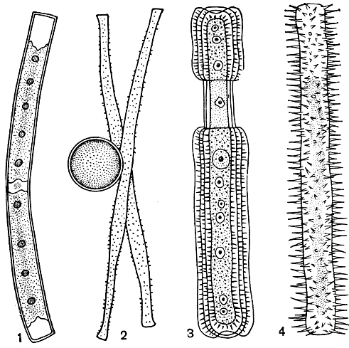 Рис. 240. Гонатозиговые: 1 - Gonatozygon kinahanii, вегетативная клетка; 2 - G. brebissonii, образование зиготы; 3 - G. monotaenium, сегментированность оболочки; 4 - G. aculeatum, шиповатость оболочки