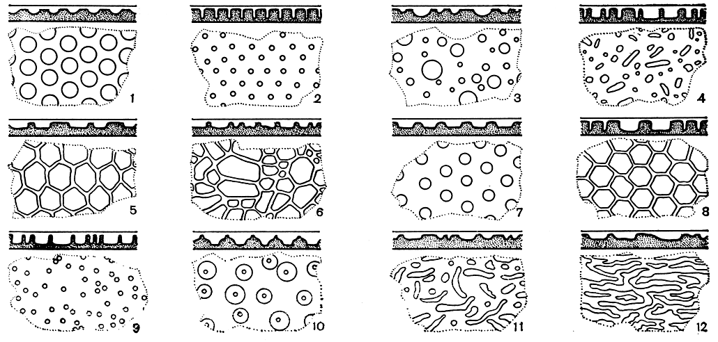 Рис. 246. Разнообразные типы скульптуры у зигот зигнемовых водорослей (схематизировано): вверху поперечный разрез, внизу - вид с поверхности