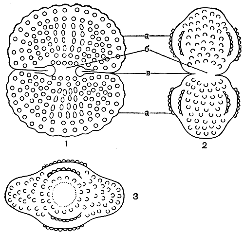 Рис. 247. Внешний вид типичной клетки десмидиевой водоросли в трех разных положениях (схема): 1 - вид спереди; 2 - вид сбоку; 3 - вид сверху, а - полуклетки, б - перешеек, в - синус