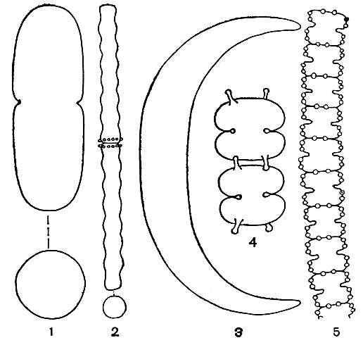 Рис. 248. Разнообразие формы клеток у десмидиевых водорослей: 1 - Actinotaenium cucurbitinum, внизу - вид сверху; 2 - Docidium undulatum, внизу - вид сверху; 3 - Closterium manschuricum; 4 - Sphaerozosma filiformis; 5 - Teilingia granulata