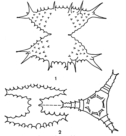 Рис. 250. Разнообразие форм клеток у десмидиевых водорослей: 1 - Staurastrum pelagicum; 2 - Staurastrum cyclacanthum, справа - вид сверху