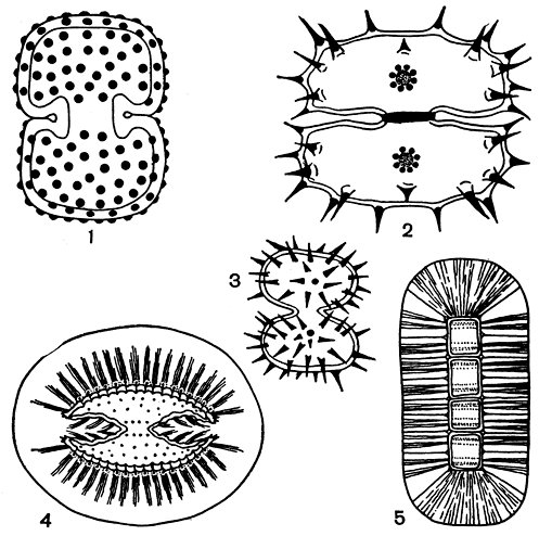 Рис. 252. Отложение железа на клетках (1-3) и слизистые покровы (4,5) у десмидиевых водорослей: 1 - Cosmarium quadrum; 2 - Xanthidium aculeatum; 3 - Staurastrum gladiosum; 4 - Staurastrum sonthalianum; 5 - Hyalotheca mucosa