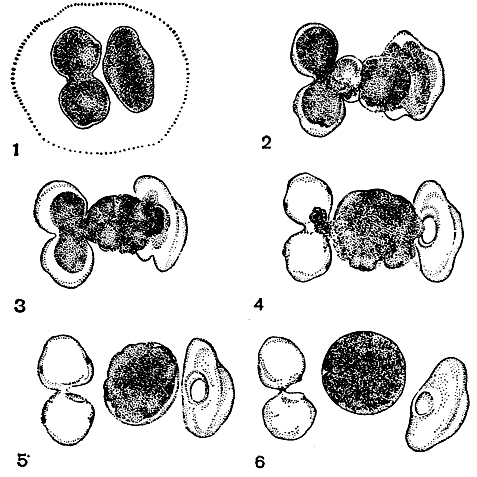 Рис. 255. Различные стадии конъюгации у Cosmarium botrytis: 1 - ранняя стадия (одна клетка лежит боком, другая - в поперечной плоскости, вид сверху); 2 - выработка копуляционного канала и начало копуляции; 3, 4 - слияние содержимого обеих клеток; 5, 6 - формирование зиготы
