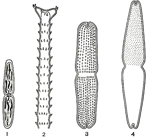 Рис. 258. Десмидиевые: 1 - Pleurotaenium minutum; 2 - Triploceras gracile, часть клетки; 3 - Tetmemorus brebissonii; 4 - T. granulatus