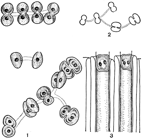 Рис. 260. Десмидиевые: 1 - Cosmocladium saxonicum; 2 -C. pusillum; 3 - Oocardium stratum