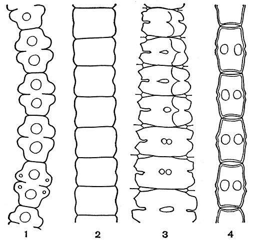 Рис. 261. Десмидиевые: 1 - Spondilosium pulchellum; 2 - Hyalotheca dissiliens; 3 Desmidium swartzii; 4 - Bambuzina brebissonii