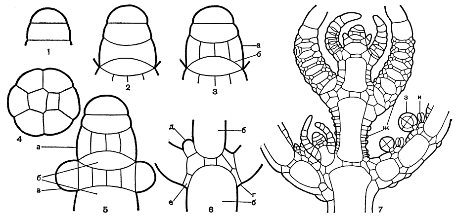 Рис. 263. Строение верхушки стебля харофитов в продольном сечении (схематизировано): 1-6 - схема начальных стадий верхушечного роста (1 - двухклеточная стадия, 2 - четырехклеточная стадия, 3 - начало формирования стеблевого узла и междоузлия, 4 - поперечный разрез сформированного стеблевого узла, 5 - начальная стадия образования листьев из периферических клеток стеблевого узла, 6 - стеблевой узел с развитыми листьями и образующейся ветвью); 7 - часть стебля хары на протяжении верхних четырех мутовок, а - стеблевой узел, б - междоузлие, в - начальные листовые бугорки, г - базальный листовой узел, д - начальный бугорок боковой ветви стебля, е - клетки, образующие прилистники, ж - клетки стеблевой и листовой коры, з - антеридии, и - оогонии