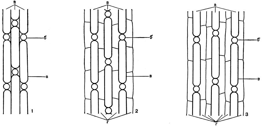 Рис. 265. Схемы строения основных типов стеблевой коры в роде хара (вид с поверхности): 1 - однополосная кора; 2 - двухполосная кора; 3 - трехполосная кора, а - первичные коровые полосы, б - их узлы, в - их междоузлия, г - вторичные коровые полосы