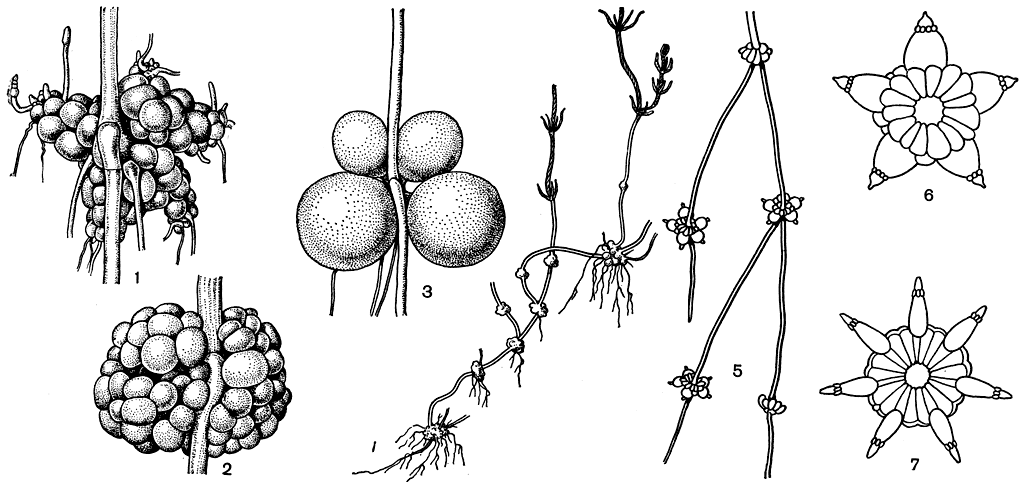 Рис. 270. Нижняя часть стебля, ризоиды и клубеньки харофитов: 1-3 - многоклеточные (1,2) и одноклеточные (3) корневые клубеньки хары, образовавшиеся на ризоидах (1 - Chara baltica, 2 - Ch. fragifera, 3 - Gh. aspera); 4-7 - клубеньки, образовавшиеся из стеблевых узлов на нижних погруженных в ил побегах: 4 - у Chara baltica (при слабом увеличении), 5-7 - у Nitellopsis obtusa (при слабом и сильном увеличении)