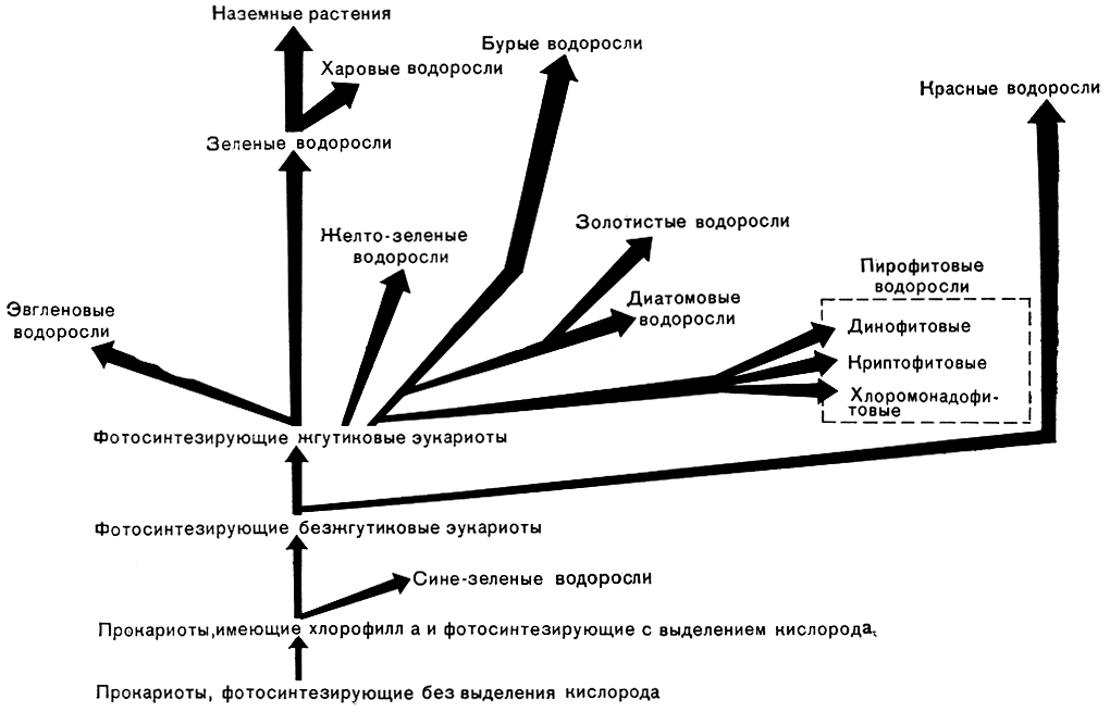 Рис. 272. Схема происхождения и эволюционного развития водорослей