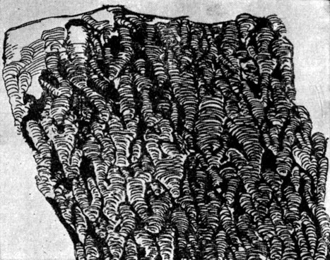 Рис. 274. Строматолиты - постройки колоний вымерших протерозойских сине-зеленых водорослей. Зарисовка продольного разреза строматолитового известняка