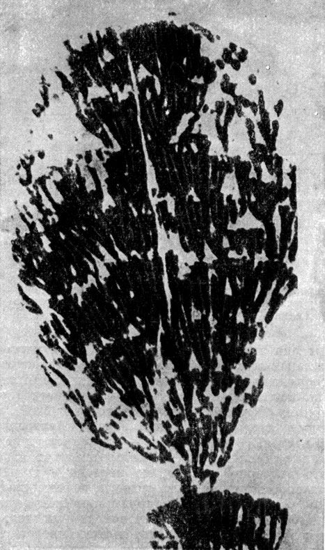 Рис. 275. Отпечаток водоросли эпифитон (Epiphyton parapusillum), найденный в нижнекембрийских породах Кузнецкого Алатау