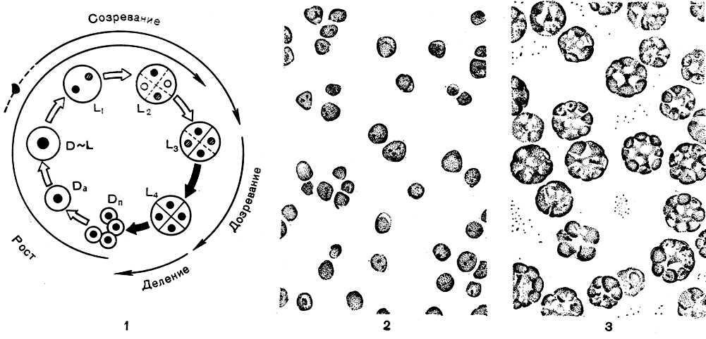 Рис. 278. Схема клеточного цикла и рост синхронной культуры хлореллы: 1 - жизненный цикл клетки, D, L - различные стадии развития клетки; 2 - молодые клетки хлореллы через 2-3 часа после выхода автоспор; 3 - делящиеся клетки со сформировавшимися автоспорами