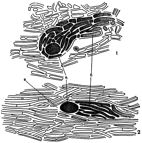 Рис. 286. Двигающие гифы в слоевище лишайника: 1 - двигающие гифы, соединенные в пучок, обращенный по направлению к периферии слоевища; 2 - двигающие гифы, проталкивающие клетку водоросли в маленькую клиновидную полость перед ней. а - клетка водоросли, б - двигающие гифы, в - полость
