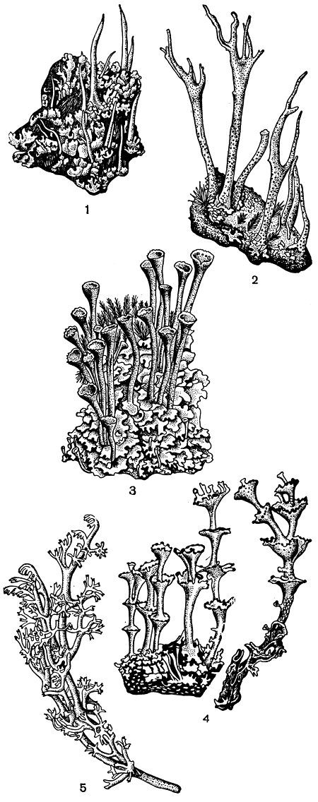 Рис. 294. Различные типы подециев у лишайников из рода кладоний: 1 - шиловидные подеции Cladonia coniocraea; 2 - роговидные подеции Cladonia subulata; 3 - кубковидные подеции (сцифы) Cladonia fimbriata; 4 - пролифицирующие сцифы Cladonia verticillata; 5 - разветвленные педеции Cladonia sylvatica