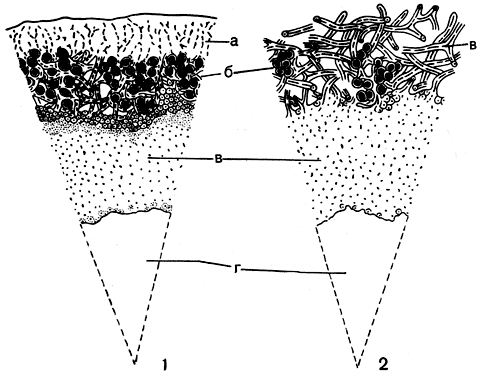 Рис. 295. Секторы поперечных разрезов через подеции кладоний: 1 - Cladonia furcata; 2 - Cladonia rangiferina. a - коровой слой, б - слой водорослей, в - сердцевина, г - центральная полость